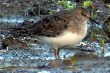 De Temmincks strandloper